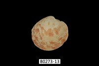 藏品(維納斯簾蛤)的圖片